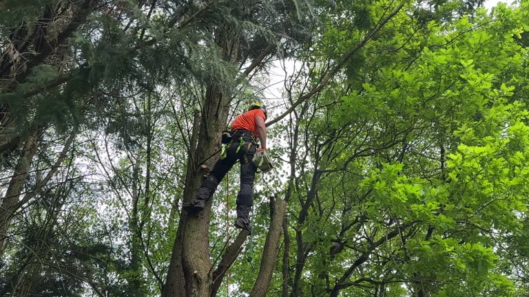 How Our Tree Care Process Works  in  Valmeyer, IL